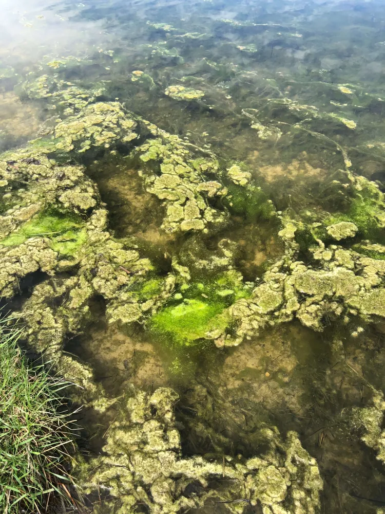 Algal blooms