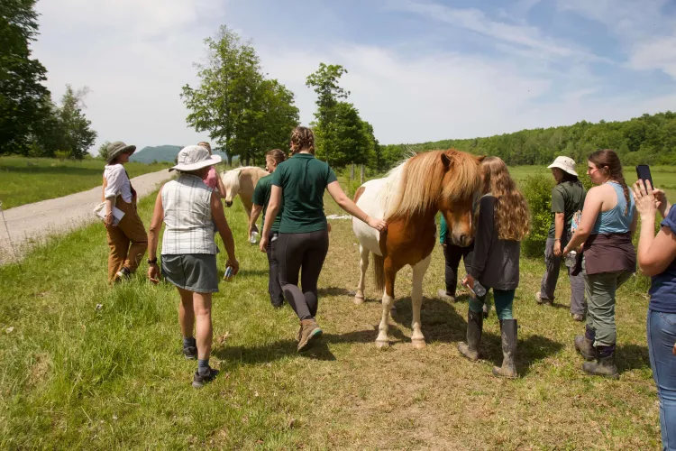 People surround a white-and-chestnut paint Icelandic horse in a track along the edge of a field.