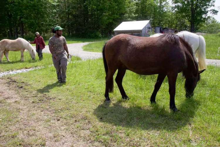 Two people wander between three horses 