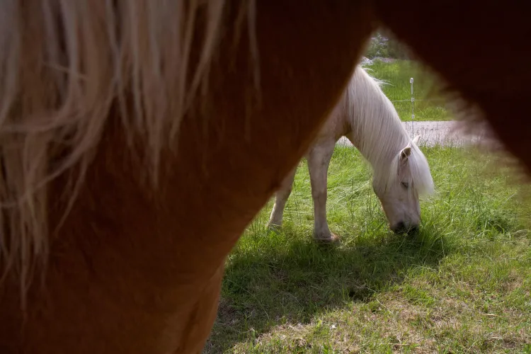 The neck and head of a white horse is framed in a "V" shape by the neck and chin of a chestnut horse.