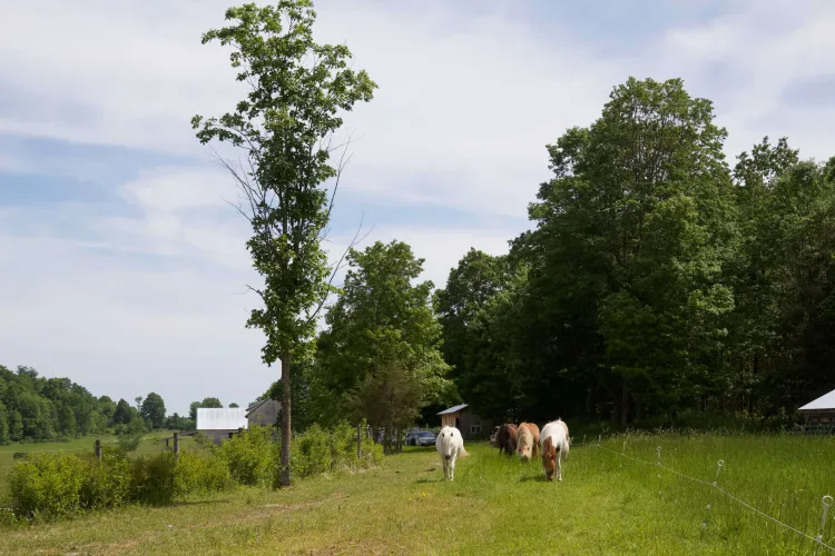 Four horses grouped together meander in a lane surrounded by green grass and trees.