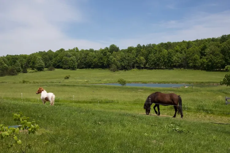 Two horses in a lush field with a pond, trees and blue sky in the background.