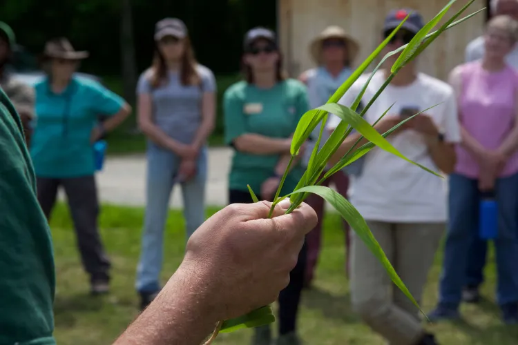 A hand holds up grass in the foreground, people are blurred in the background.