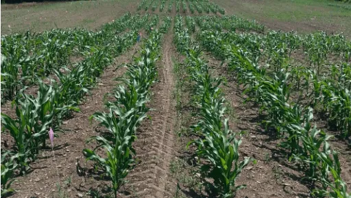 corn