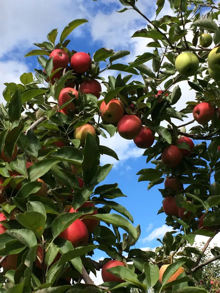 An upward-looking view of ripe red apples on a tree against a blue sky.
