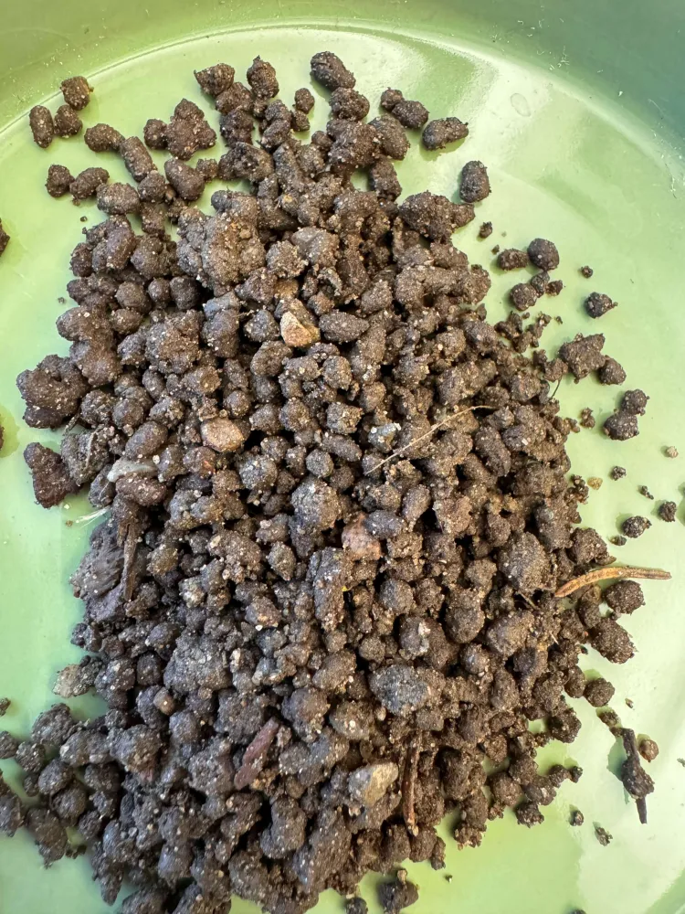 A green plate with little brown balls on it in a pile.