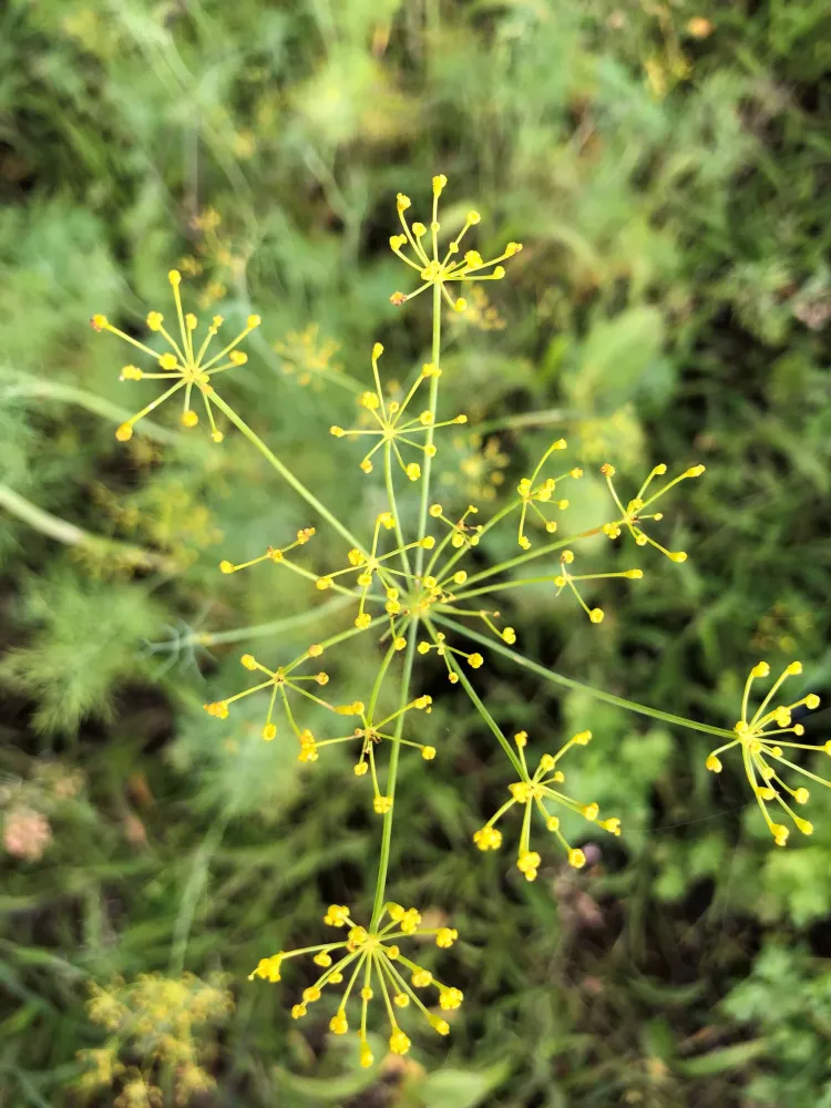 A closeup view of web-like, yellow and green sprouting from a dill plant. 