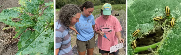 Potato beetle scouting by Vic Izzo and students as part of V-PART.