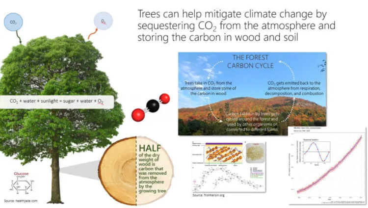 tree with science