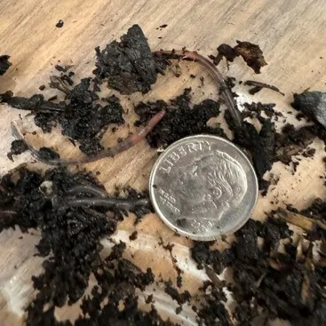 A nickle on a table next to small worms and bits of soil.