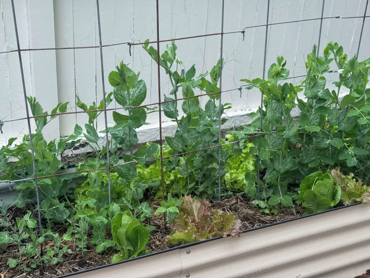 A row of bright-green-leafed plants emerge from a bed of soil and reach up maybe six inches toward a wire grid also sticking up from the soil, much higher than the plants.