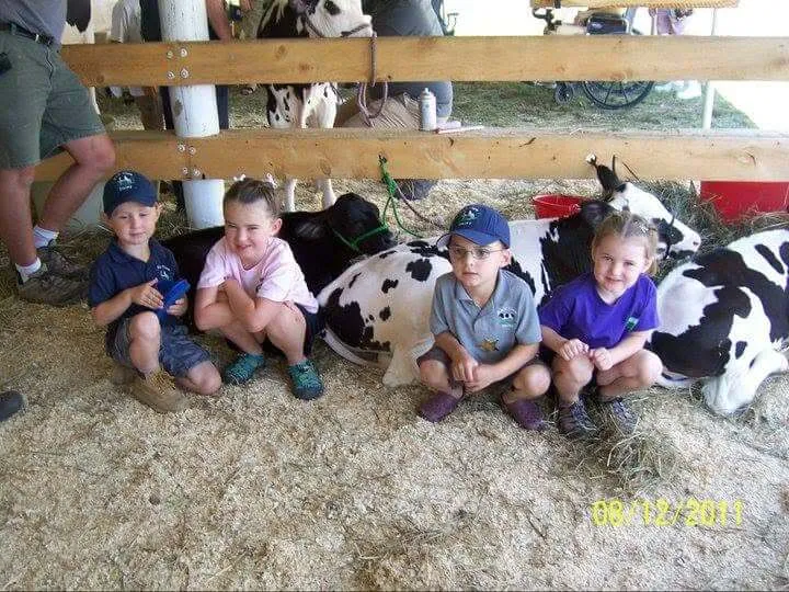 Four young white children crouch in sawdust right next to black and white calves. 