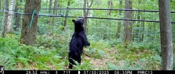 a black bear standing on its hind legs under maple tubing in a forest
