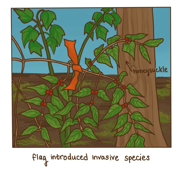 shrub that is flagged