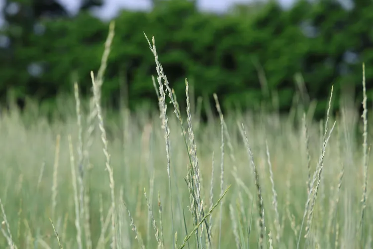 Kernza plot 