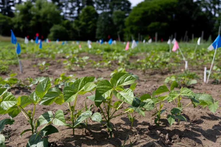 Mung bean plot at the hort farm