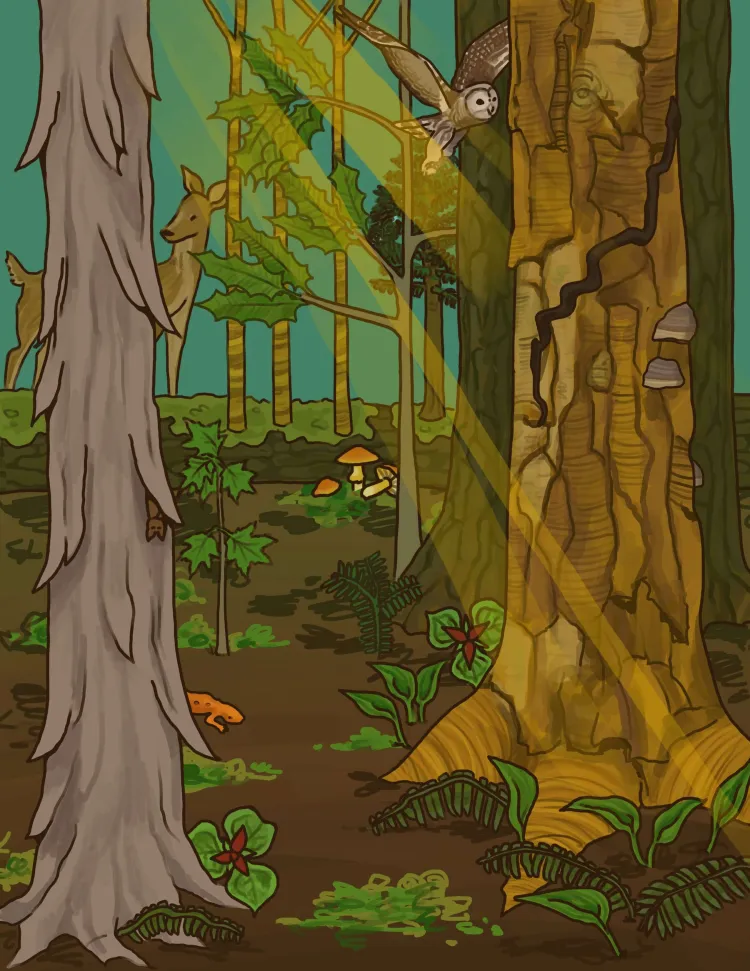 old forest with different sized trees and species