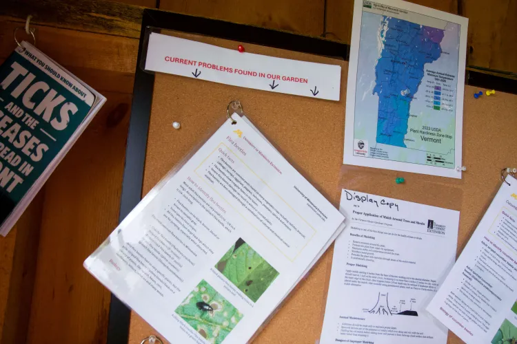 A cork board with various laminated papers on it, including a zone hardiness map of Vermont and a fact sheet about flea beetles.
