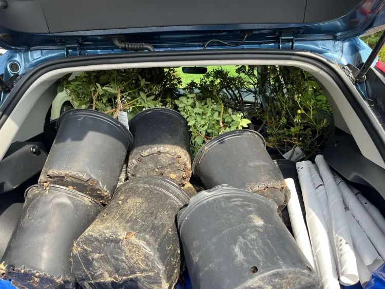 Tiny car crammed with trees