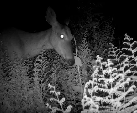 deer eating plants
