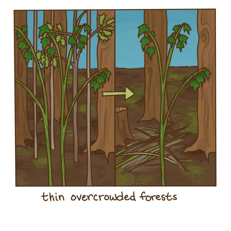 trees thinned creating space for uncommon species