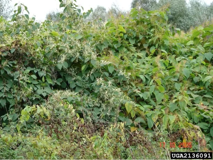 A patch of Japanese knotweed. Dense green leaves dominate the picture. 