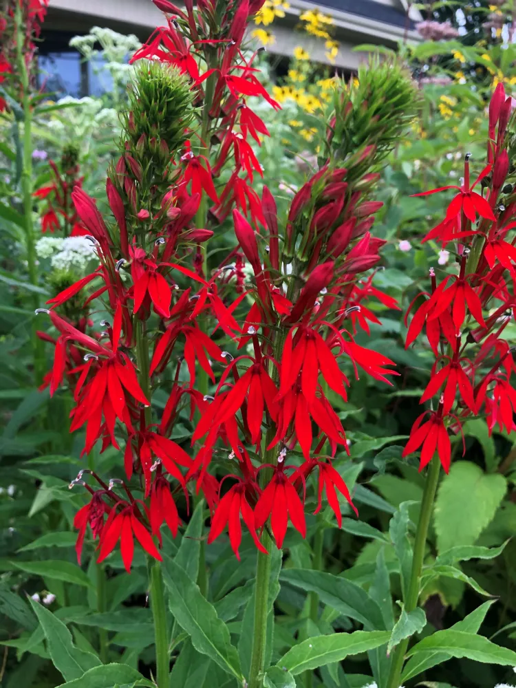 Bright red flowers explode from green stems.