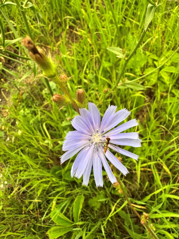 A 16-petaled lilac-blue flower looks like its floating over acid-green grass.