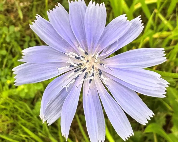 A close-up view of a lilac-blue flower with 16 long, narrow petals and a vaguely pink ring around its center before becoming light yellow.