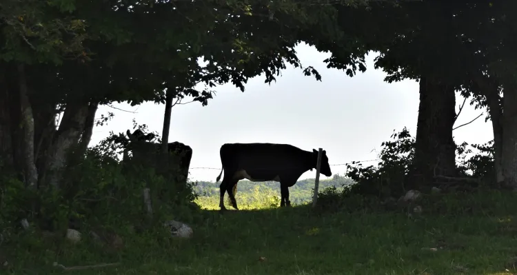 Jersey cows