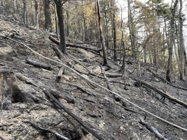 A post-fire photograph of a forest in Killington, Vermont. There is a layer of ash and fallen trees on the forest floor. 