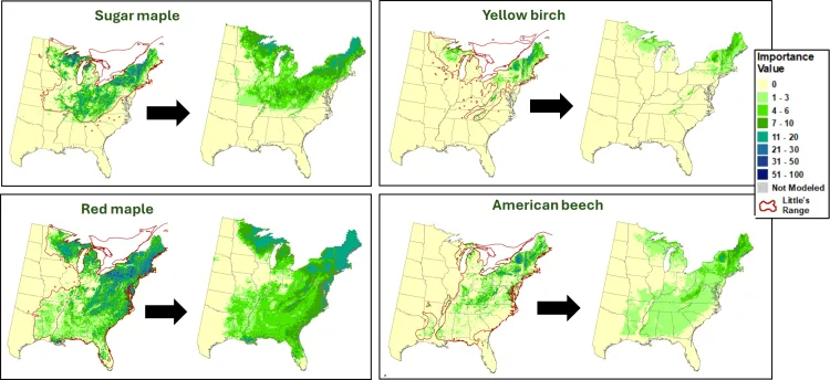 A map of the Northeast U.S. showing projected shifts for common northern hardwoods from present day to 2100 under a high-emissions climate scenario. Color-coded importance values indicate a significant density reduction for cold-adapted species like Sugar Maple and Red Maple.