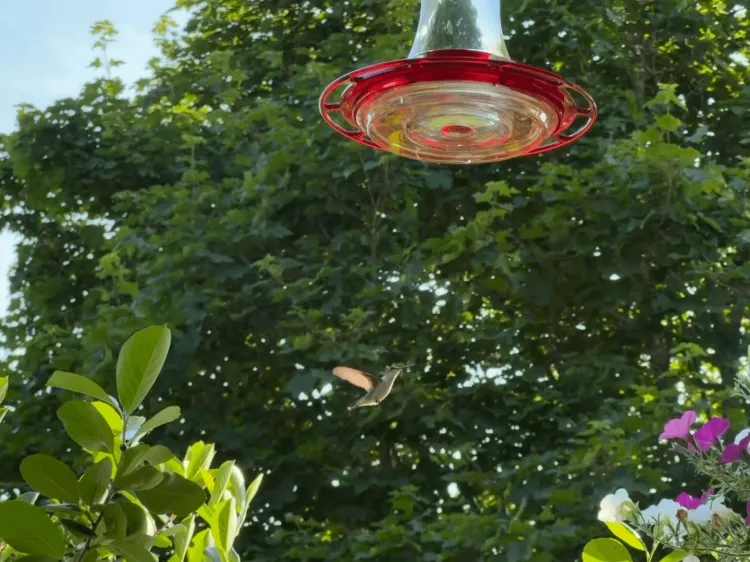 A small bird flies up to a saucer-shaped hummingbird feeder, handing in front of trees.