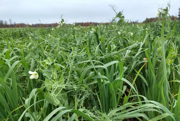 oats and peas