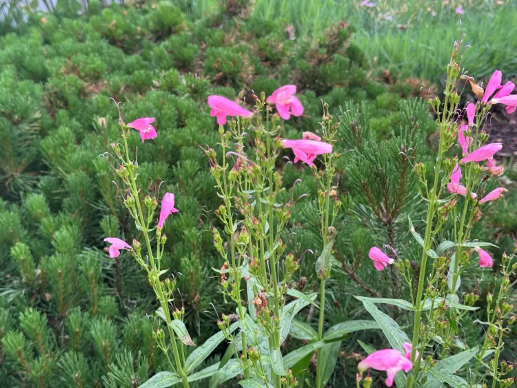 Barbie pink flowers grow along green stems against a bed of soft green plant growth. 