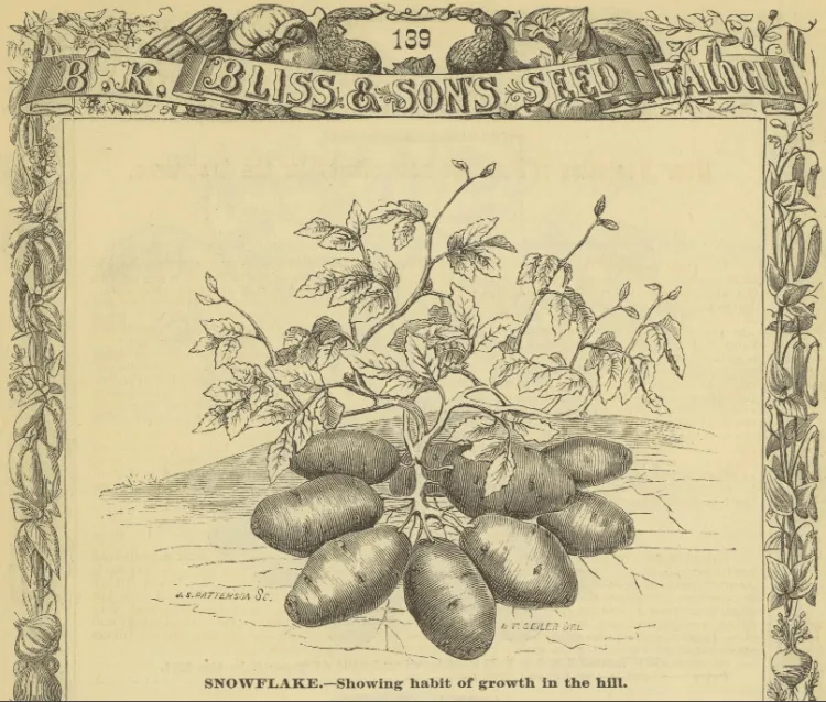 black and white illustration of a potato plant surrounded by a decorative border of vegetables and the words "B.K. Bliss & Son's Seed Catalog"