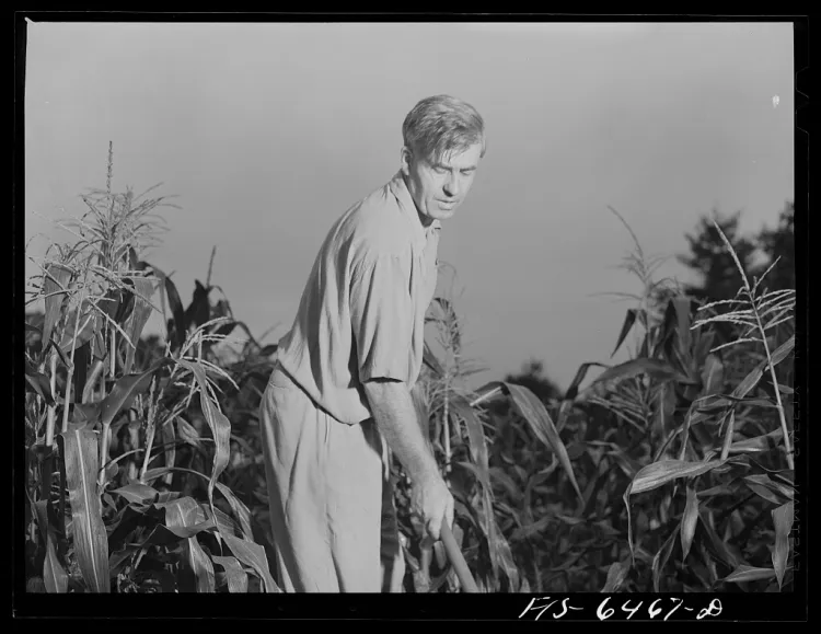 A black and white image of a white man bending over with a gardening tool in a field of crops.