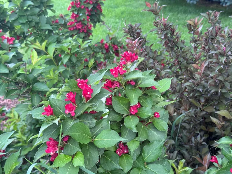 Magenta pink flowers are nestled in wide leaves in a garden. 