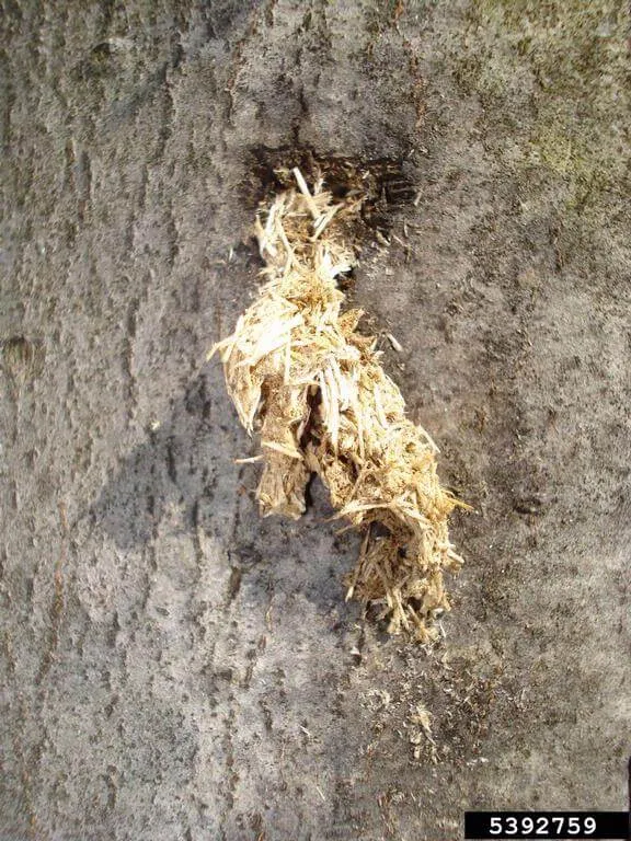 Exit hole frass in a tree trunk from an  Longhorn Asian Beetle