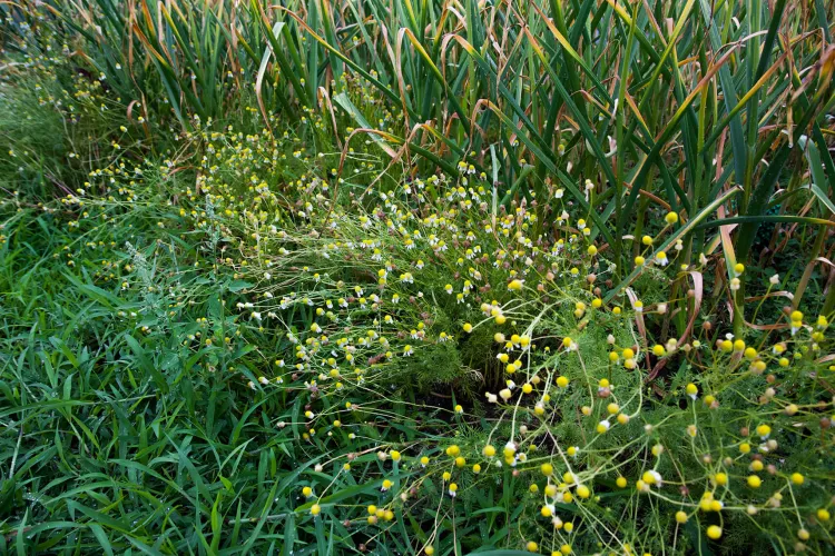 A view of a lot of green plant stalks, with little yellow and white flowers bursting from the middle of the scene.