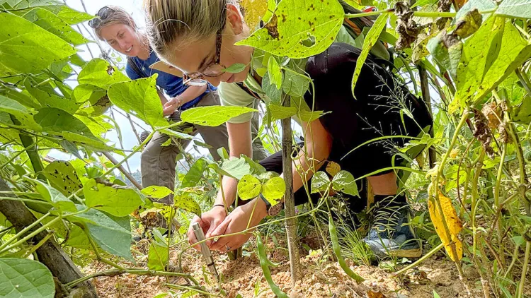 A student researcher takes soil sample while another looks on