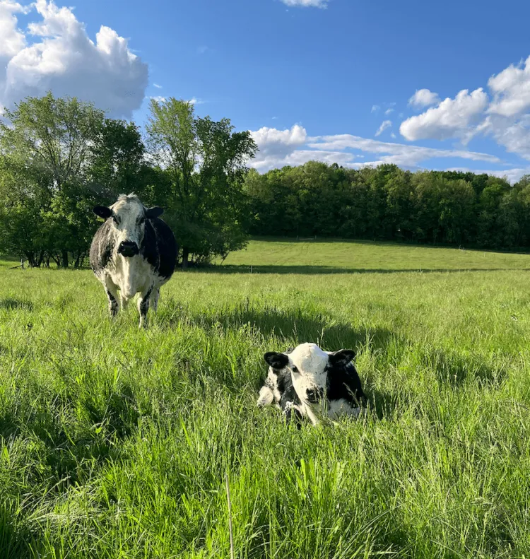Cows in a field