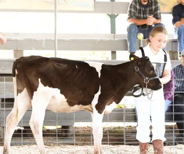 A small girl with a big calf in the show ring