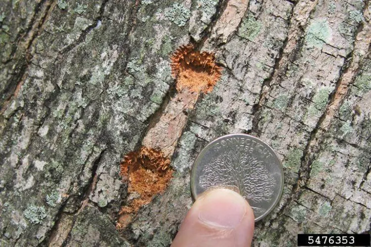 Bark damage done by an Asian Longhorn Beetle next to a dime to show size