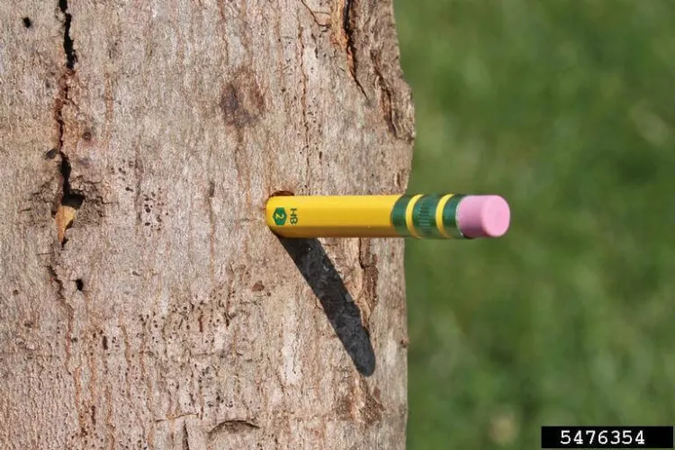 A pencil sticking out of an Asian Longhorn Beetle bark exit hole