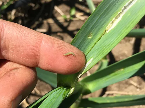 leek moth larva on someone's finger