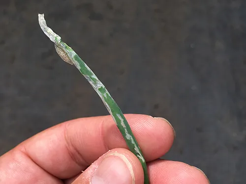 leek moth larva on a scallion