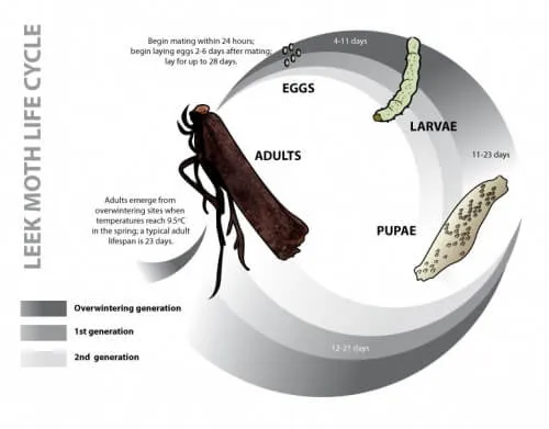 graphic of the life cycle of a leek moth