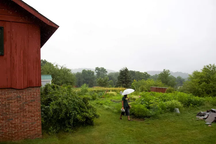 A young person carrying a white umbrella walks past a lush garden by a red building on a rainy day.