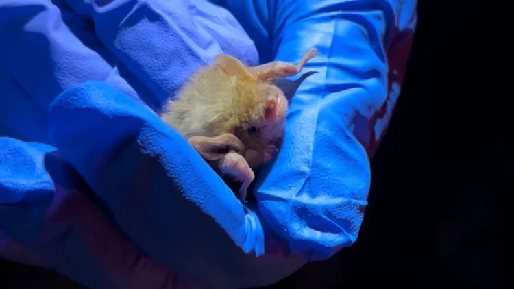 a researcher holds a tiny bat in gloved hands